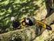 DeWalt DCMPS567P1-QW Telescopic Battery-powered Electric Pruner - 18 V - 5AH