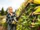 RYOBI RHT36B61R cordless hedge trimmer - MAX POWER 36V - 60cm blade - WITHOUT BATTERIES AND CHARGERS
