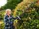 RYOBI RHT36B61R Battery-powered Hedge Trimmer - MAX POWER 36 V - 2Ah - 60 cm Blade