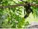 RYOBI OLP1832BX Battery-powered  Branch Lopper - 18V - 32 mm Diameter - 4Ah