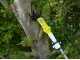 RYOBI RY18PLA-0 Battery-powered Pruning Shears - 18 V - 4Ah