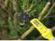 RYOBI RY18PLA-0 Battery-powered Pruning Shears - 18 V - 4Ah