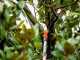 Stocker Sirkos 330 TC Pruning Saw with 225-380 cm telescopic pole