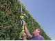 RYOBI OHT1850X Battery-powered Hedge Trimmer on Extension Pole - 18 V - 4Ah - 50 cm Blade