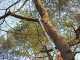 Professional Pruning Saw on aluminium telescopic pole SILKY LONGBOY 360 - 3.60 m pole