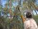 Professional Pruning Saw on aluminium telescopic pole SILKY LONGBOY 360 - 3.60 m pole