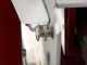 FAC F 300 C Flywheel Meat Slicer - Curvy Line - Flywheel with Flower Design