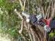 Ausonia Nativa Saw Battery-powered Electric Manual Pruner - 3 24V 2.5Ah Batteries - 100mm Cutting Capacity