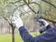 Ausonia Nativa Medium Cordless Pruning Shears - 2 x 16.8 V - 2.5Ah batteries included