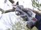 Ausonia Nativa Medium Cordless Pruning Shears - 2 x 16.8 V - 2.5Ah batteries included