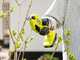 RYOBI RY18SCA-0 18V Battery-powered Pruning Shears - With 18 V / 4Ah battery