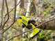 RYOBI RY18SCA-0 18V Battery-powered Pruning Shears - With 18 V / 4Ah battery
