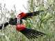 Lisam V8 Turbo - Pneumatic Olive Harvester - 6 Bar Olive Shaker - 1800 Beats per Minute