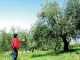 Lisam V8 Turbo - Pneumatic Olive Harvester - 6 Bar Olive Shaker - 1800 Beats per Minute