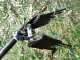 Lisam MG Turbo - Pneumatic Olive Harvester - 6 Bar Olive Shaker - 1800 Beats per Minute