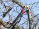 Infaco F3020 Electric Pruning Shears on telescopic carbon pole 147.5-212 cm - &Oslash; 40 mm standard Kit - Battery and backpack included