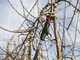 Infaco F3020 Electric Pruning Shears on fixed carbon pole 227 cm - &Oslash; 40 mm standard Kit - battery and backpack included
