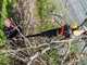 Infaco F3020 Electric Pruning Shears on fixed carbon pole 227 cm - &Oslash; 40 mm standard Kit - battery and backpack included