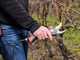 Infaco F3020 Electric Pruning Shears on fixed carbon pole 227 cm - &Oslash; 40 mm standard Kit - battery and backpack included