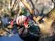 Infaco F3020 Electric Pruning Shears on fixed carbon pole 227 cm - &Oslash; 40 mm standard Kit - battery and backpack included