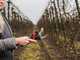 Infaco F3020 Electric Pruning Shears on fixed carbon pole 227 cm - &Oslash; 40 mm standard Kit - battery and backpack included