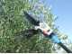 Electric Battery-powered Olive Harvester Lisam OLIWATT 2 - With 8 carbon prongs - Fixed Pole