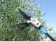 Lisam Oliwatt 2 Electric Battery-powered Olive Harvester - With Nylon prongs - Telescopic Pole