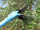Lisam Oliveco - Electric Battery-powered Olive Harvester - With Nylon Prongs - Telescopic Pole