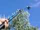 Lisam Oliveco - Electric Battery-powered Olive Harvester - With Nylon Prongs - Telescopic Pole