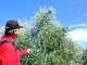 Lisam Oliveco - Electric Battery-powered Olive Harvester - With Nylon Prongs - Telescopic Pole