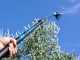 Lisam Oliveco - Electric Battery-powered Olive Harvester - With Nylon Prongs - Telescopic Pole
