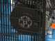 Campagnola MC 658 7Hp Petrol Engine-driven Air Compressor KIT + 2 Tuono Evo Pneumatic Olive Harvesters