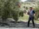 Zanon Olivar Electric AL 300 Battery-powered Electric Olive Harvester, 191/316 cm - Telescopic Aluminium Pole