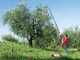 Lisam Oliwatt 2 Electric Battery-powered Olive Harvester - With Nylon prongs - 250-350 cm - Telescopic Pole
