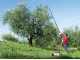 Lisam Oliwatt 2 Electric Battery-powered Olive Harvester - With Nylon prongs - Telescopic Pole