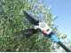 Electric Battery-powered Olive Harvester Lisam OLIWATT 2 - With 8 carbon prongs - Fixed Pole