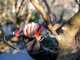 Infaco F3020M Electric Pruning Shears - 36V 3Ah - 45mm Cutting diameter