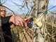 Infaco F3020M Electric Pruning Shears - 36V 3Ah - 45mm Cutting diameter