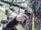 Infaco F3020M Electric Pruning Shears - 36V 3Ah - 45mm Cutting diameter