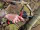 Infaco F3020M Electric Pruning Shears - 36V 3Ah - &Oslash; 45 mm