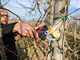 Infaco F3020M Electric Pruning Shears - 36V 3Ah - &Oslash; 45 mm