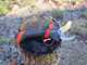 Infaco F3020M Electric Pruning Shears - 36V 3Ah - &Oslash; 45 mm