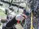 Infaco F3020M Electric Pruning Shears - 36V 3Ah - &Oslash; 45 mm