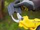 Stanley SFMCPP32M1-QW Electric Pruning Shears - 20 V - 4Ah Battery