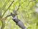 GARDENA EasyCut 110/18V P4A Electric Pruning Shears on Extension Pole - 18V 2Ah - 28mm Cutting diameter