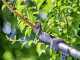 GARDENA HighCut 250/18V solo Battery-Powered Pruning Shears on Extension Pole - BATTERY AND BATTERY CHARGER NOT INCLUDED