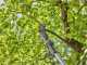 GARDENA HighCut 250/18V solo Battery-Powered Pruning Shears on Extension Pole - BATTERY AND BATTERY CHARGER NOT INCLUDED