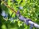 GARDENA HighCut 250/18V Battery-Powered Pruning Shears on Extension Pole - 2 Ah - 28mm Cutting diameter