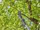 GARDENA HighCut 250/18V Battery-Powered Pruning Shears on Extension Pole - 2 Ah