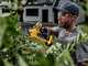DEWALT DCMPP568P1-QW Battery-Powered Pruning Shears - 18V 5.0Ah Battery